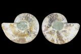 Cut & Polished Ammonite Fossil - Agatized #88432-1